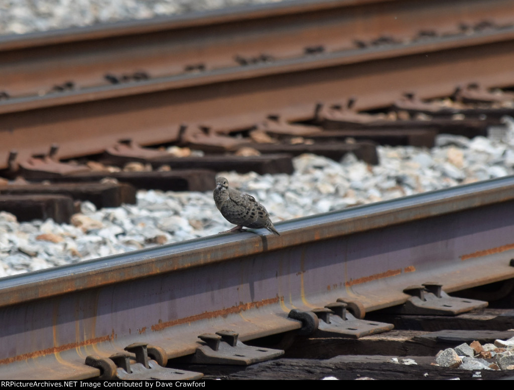 Hanging on the Rail